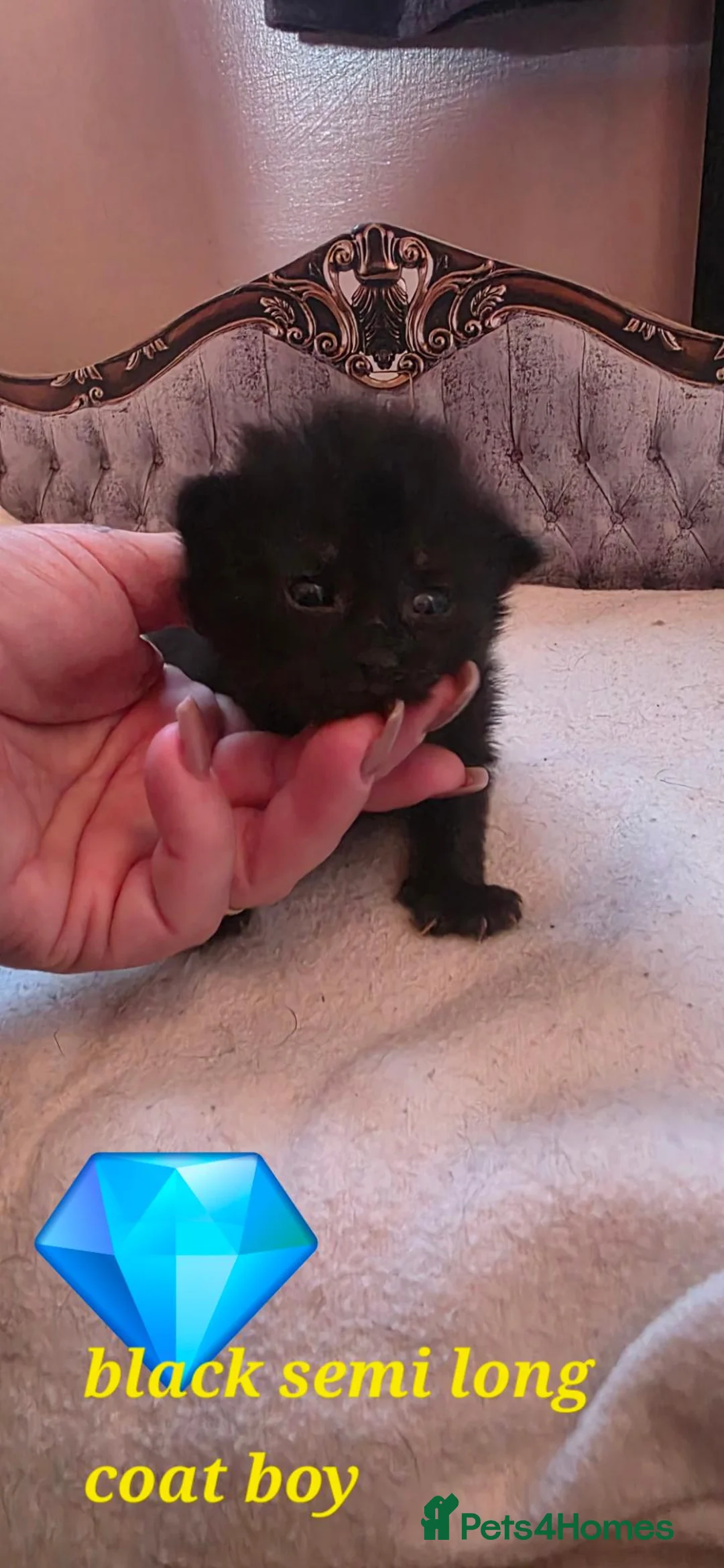 Mixed Breed cats for sale: Maincoon x British short hair  - Advert 10