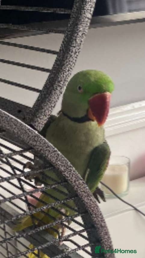 Parakeets birds Male alexandrine  - Advert 2