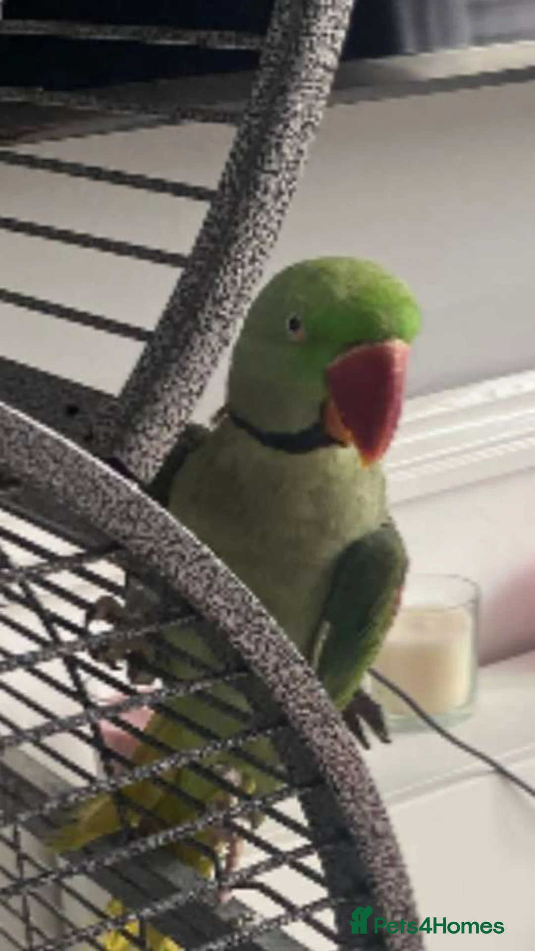 Parakeets birds for sale: Male alexandrine  - Advert 1
