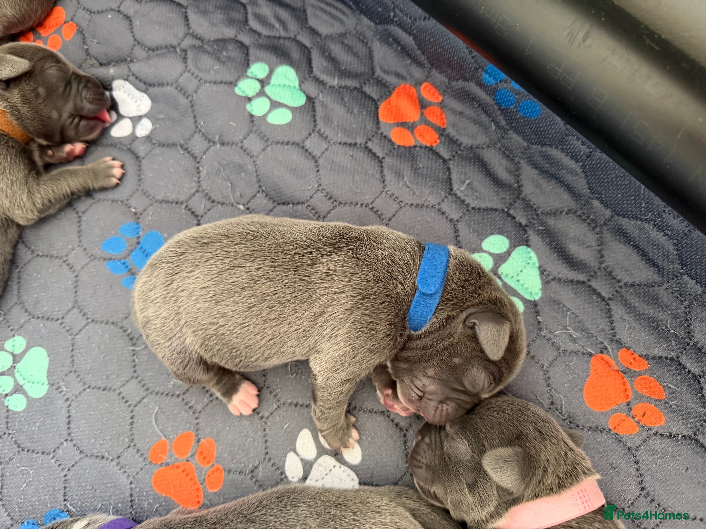 Staffordshire Bull Terrier dogs Blue Staffordshire Bull Terrier Pups Family Raised - Advert 2