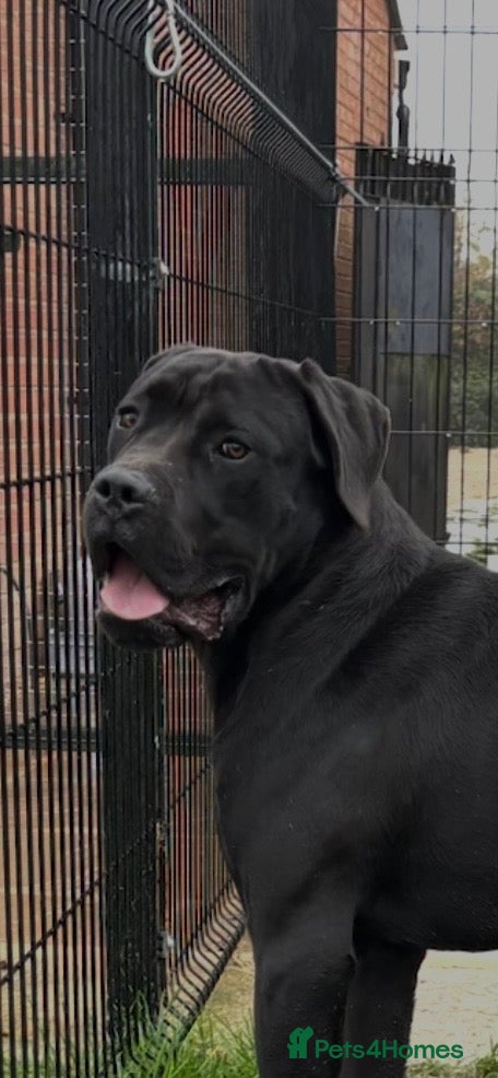 Cane Corso dogs Lo Raso Cane Corso UK Founder  - Advert 2