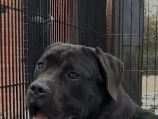 Cane Corso dogs Lo Raso Cane Corso UK Founder - Advert 2