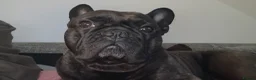 French Bulldog dogs for sale: 3 year old french bulldog male - Advert 11