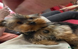 Yorkshire Terrier dogs for stud: Small Yorkie for Stud in Birmingham - Image 7
