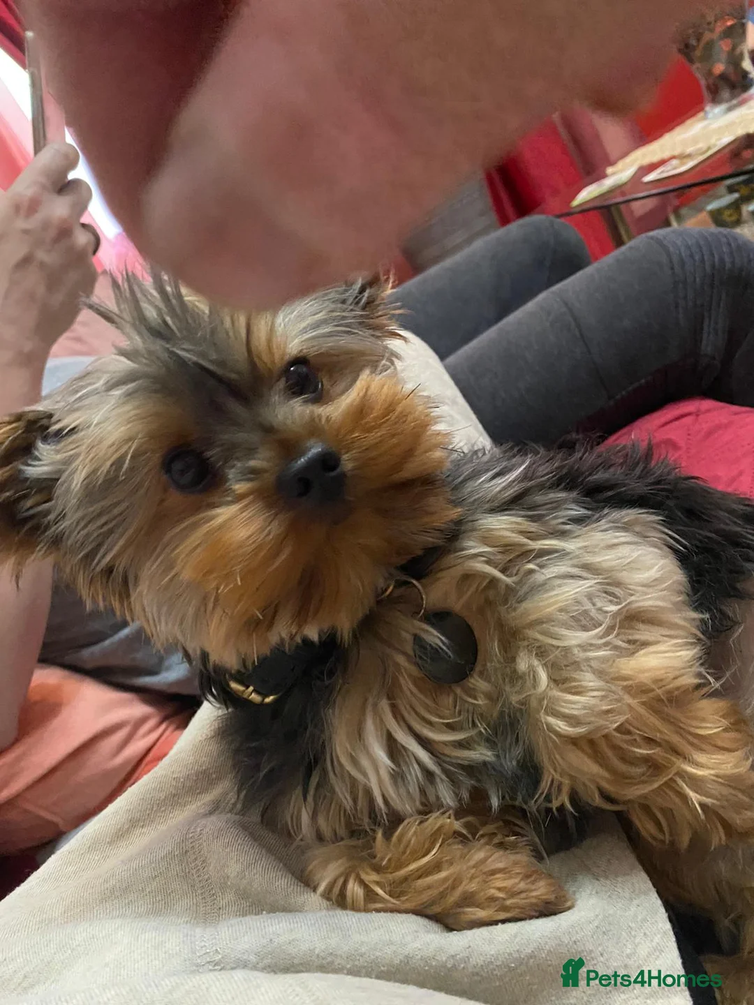 Yorkshire Terrier dogs for stud: Small Yorkie for Stud in Birmingham - Advert 7