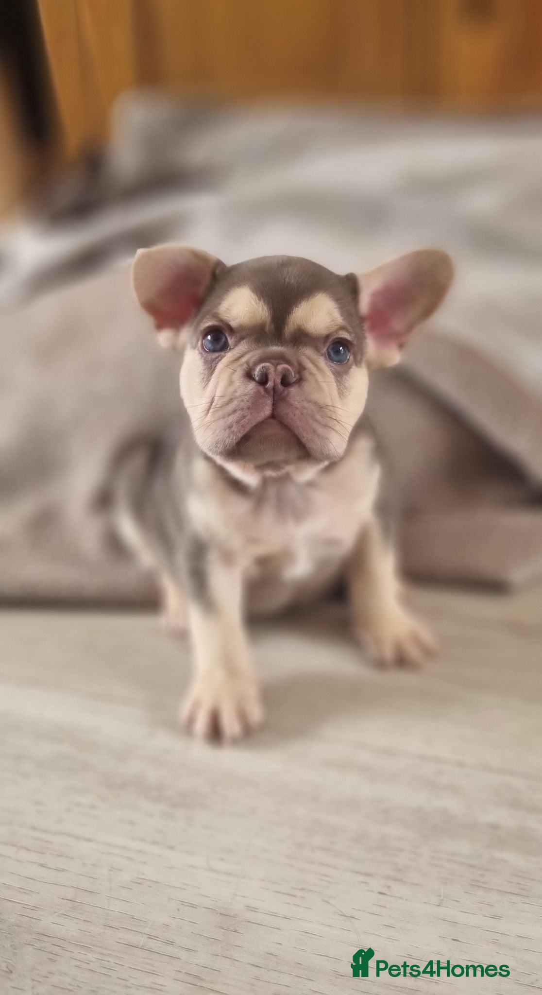 French Bulldog dogs Ready Chocolate & lilac French Bulldog puppy - Advert 2