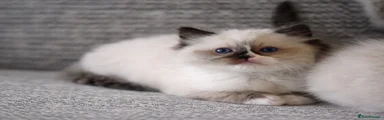 Ragdoll Kitten 1-Boy