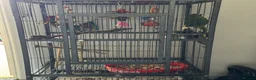 Parrots birds for sale: Female kakariki  in Redruth - Advert 3