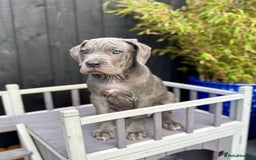 Mixed Breed dogs for sale: Last two mastiff pups available  - Advert 13