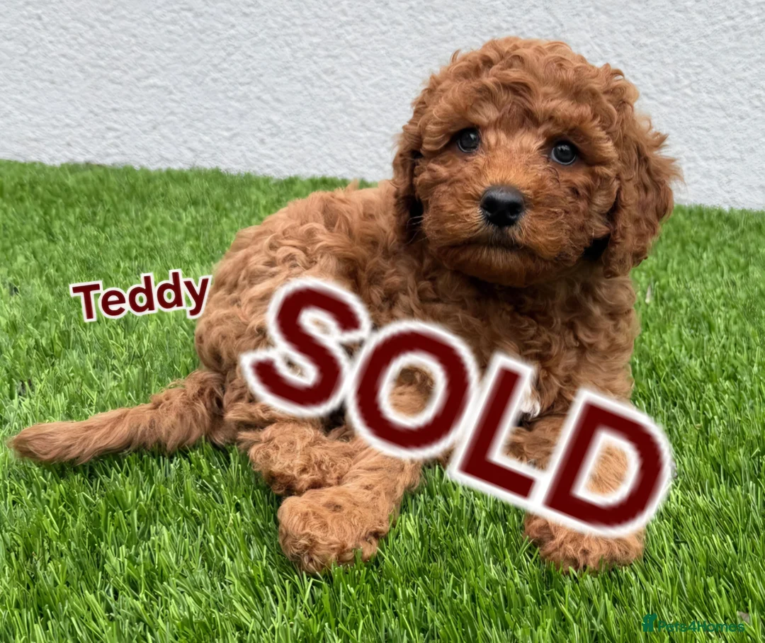 Cavapoo dogs for sale: Cavapoos Fb1.  READY TO LEAVE NOW ***** - Advert 26