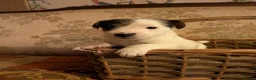Jack Russell dogs for sale: Traditional Jack Russell terrier pups in Whitchurch - Advert 16