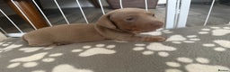 Miniature Dachshund dogs for sale: KC Reg Isabella & Tan Miniature Dachshund Puppies - Advert 10