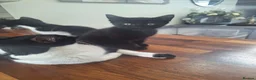 Mixed Breed cats for sale: 8wk old kittens  - Advert 7