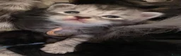 Maine Coon cats for sale: TICA registered large Maine Coon kittens in Newport - Advert 31