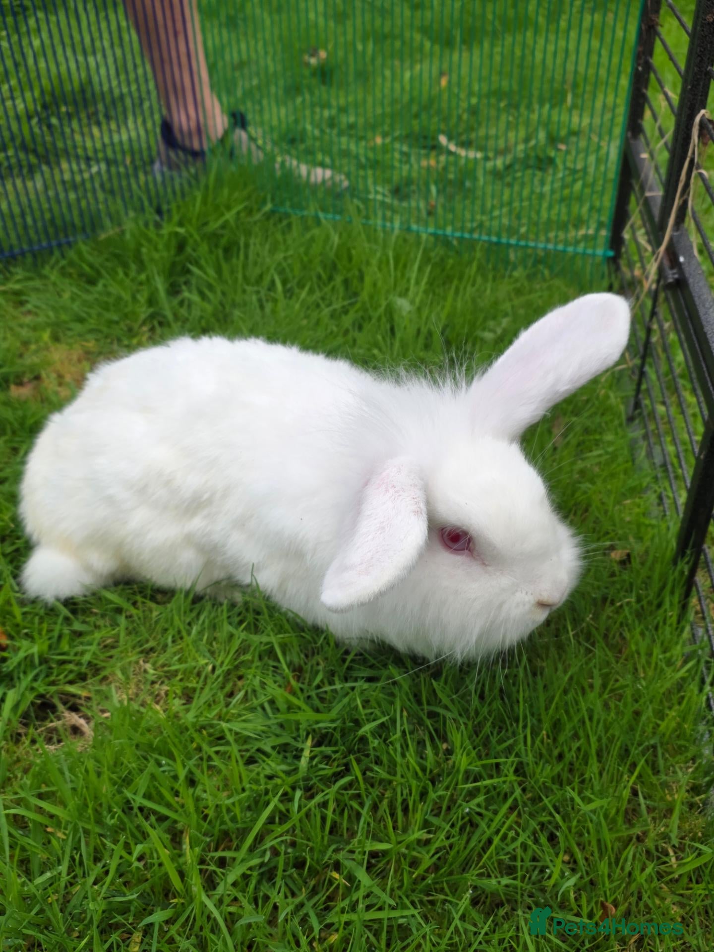 Mixed Breed rabbits for sale: For sale - Advert 2