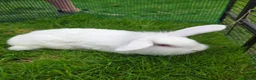 Mixed Breed rabbits for sale: For sale in Stevenston - Advert 2