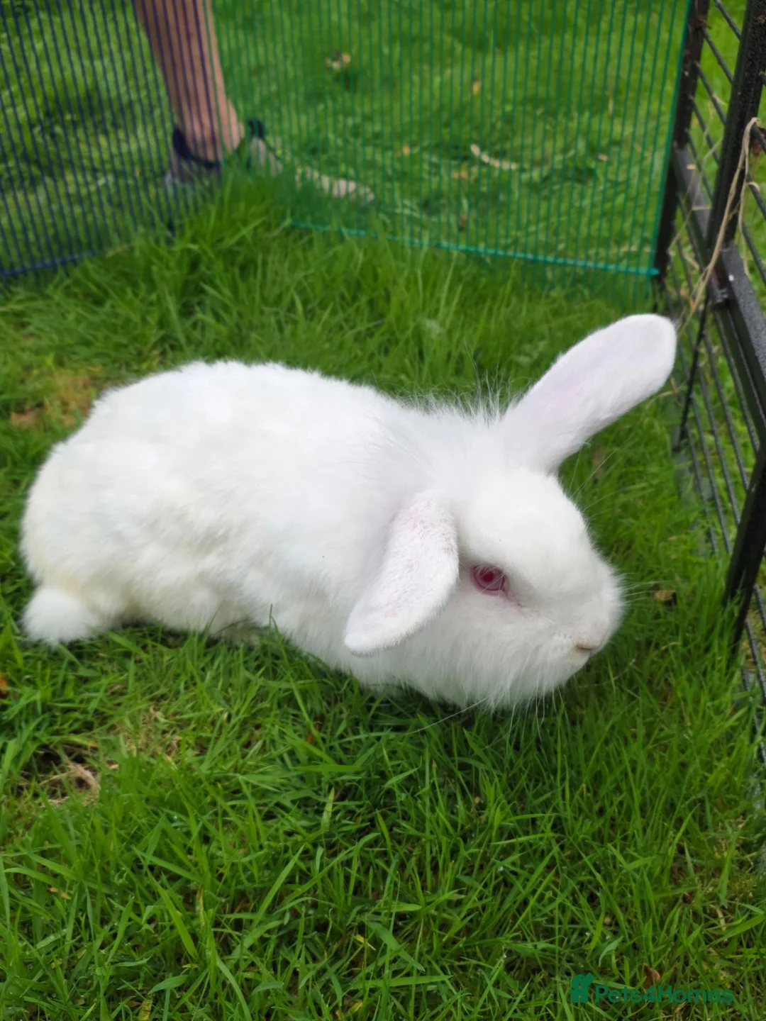 Mixed Breed rabbits for sale: For sale in Stevenston - Advert 2