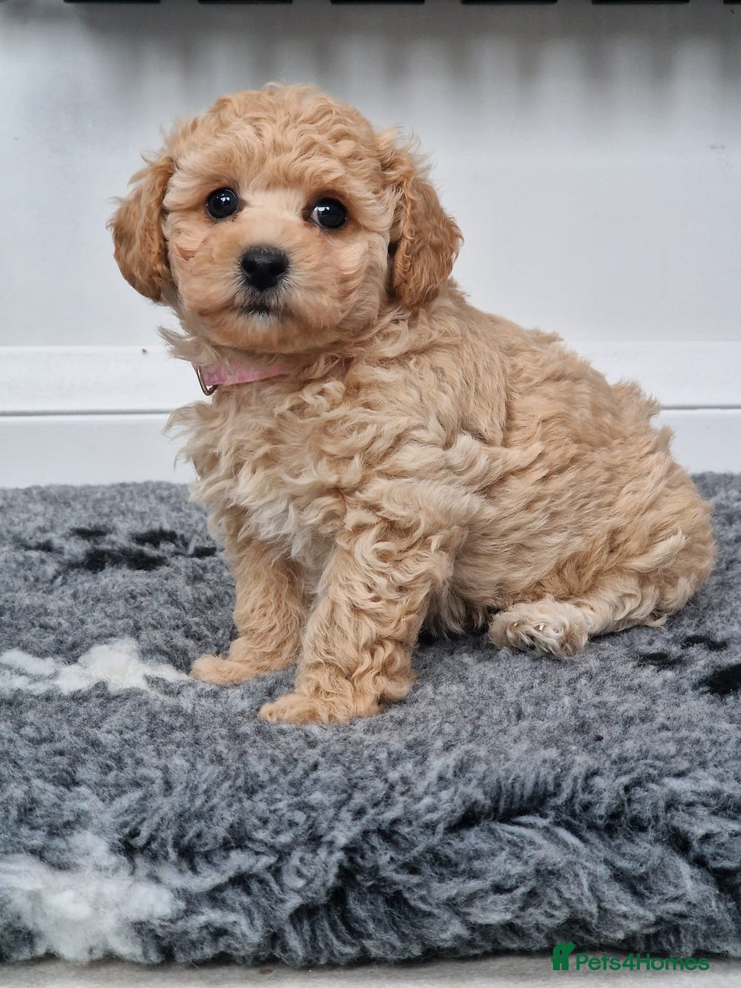 Poochon dogs for sale: Beautiful Poochon Puppies  in Carmarthen - Image 5