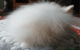 Lionhead rabbits for sale: Stunning DM Lionhead female baby rabbits  - Image 3
