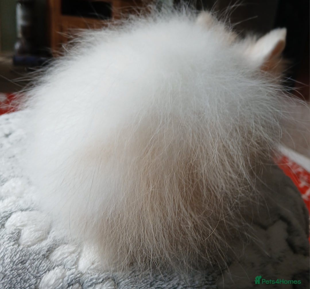 Lionhead rabbits for sale: Stunning DM Lionhead female baby rabbits  - Image 3