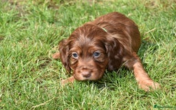 Cocker Spaniel dogs for sale: Kc Reg Cocker Spaniel Puppies Available - Image 10