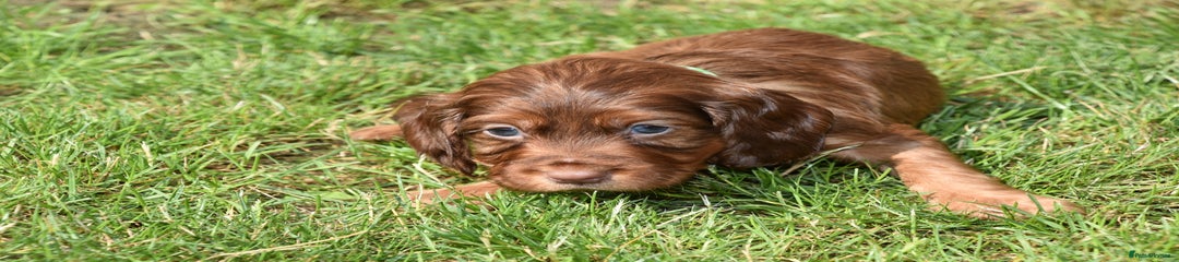 Cocker Spaniel Puppy 4