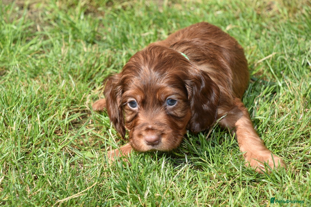 Cocker Spaniel dogs for sale: Kc Reg Cocker Spaniel Puppies Available - Image 10