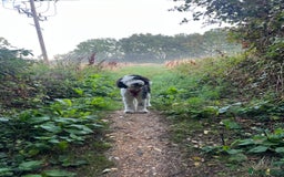 Sheepadoodle dogs for sale: Sheepadoodle puppies F1 - Image 17