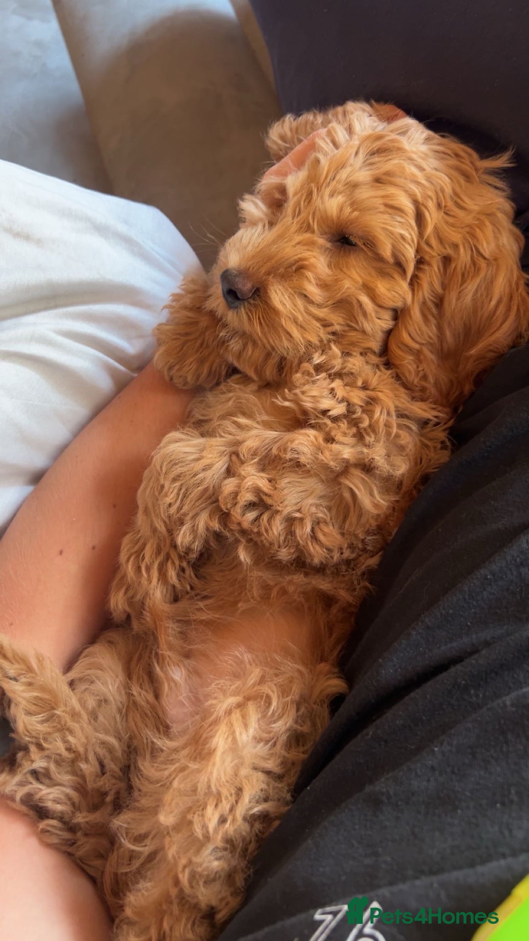 Cockapoo dogs for sale: 5 month Cockapoo puppy  - Image 4