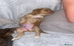 Cockapoo dogs for sale: F2 Cockapoo pups  - Image 5