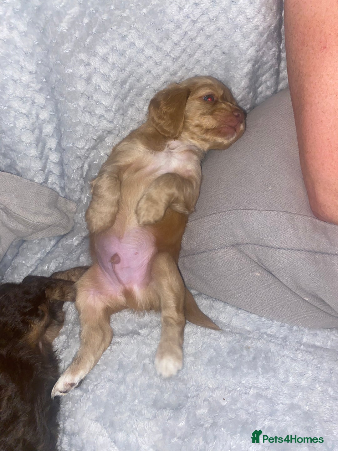 Cockapoo dogs for sale: F2 Cockapoo pups  - Image 5