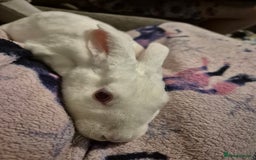 Rex rabbits for sale: Standard Rex Buck - REW. - Image 2