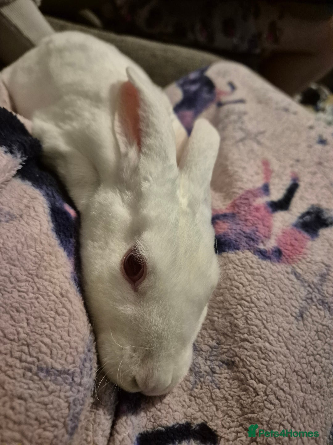 Rex rabbits for sale: Standard Rex Buck - REW. - Image 2