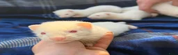 Ferret rodents for sale: Albino Ferret kits for sale  - Advert 1