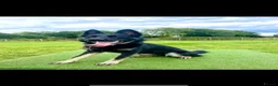 German Shepherd dogs for sale: Willow-3 year old German shepherd - Advert 1