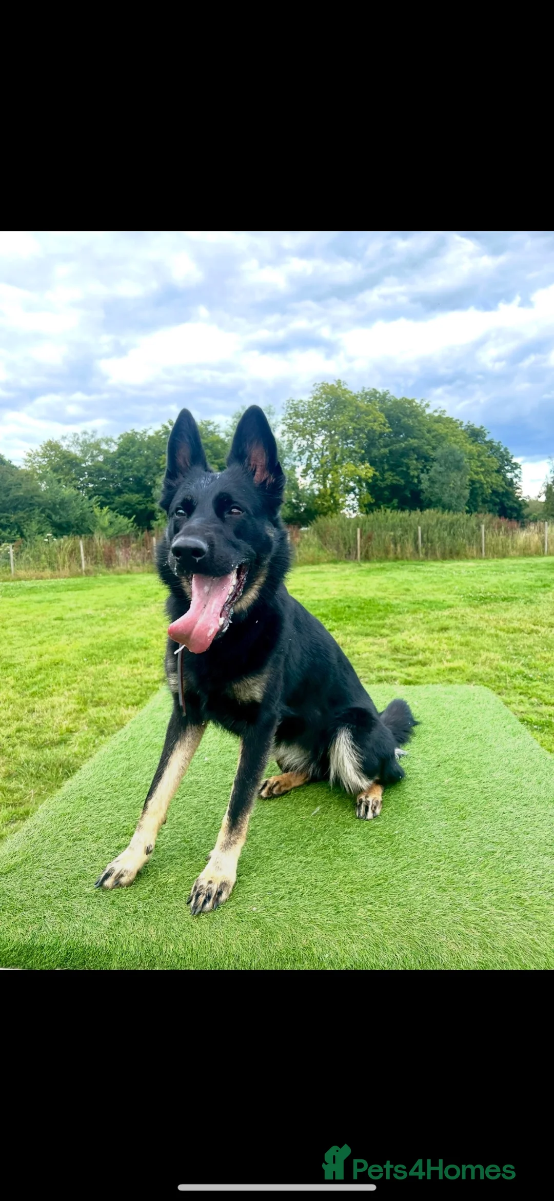 German Shepherd dogs for sale: Willow-3 year old German shepherd - Advert 1