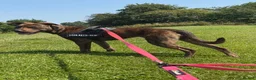 Mixed Breed dogs for sale: 1 year old crossbreed  in Glasgow - Advert 3