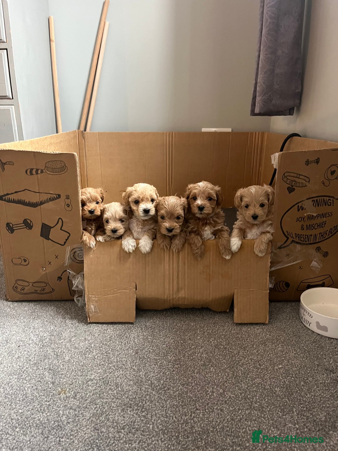 Maltipoo dogs for sale: Gorgeous Maltipoo Pups looking for their new home  - Advert 1