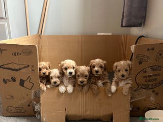 Maltipoo dogs Gorgeous Maltipoo Pups looking for their new home - Advert 7