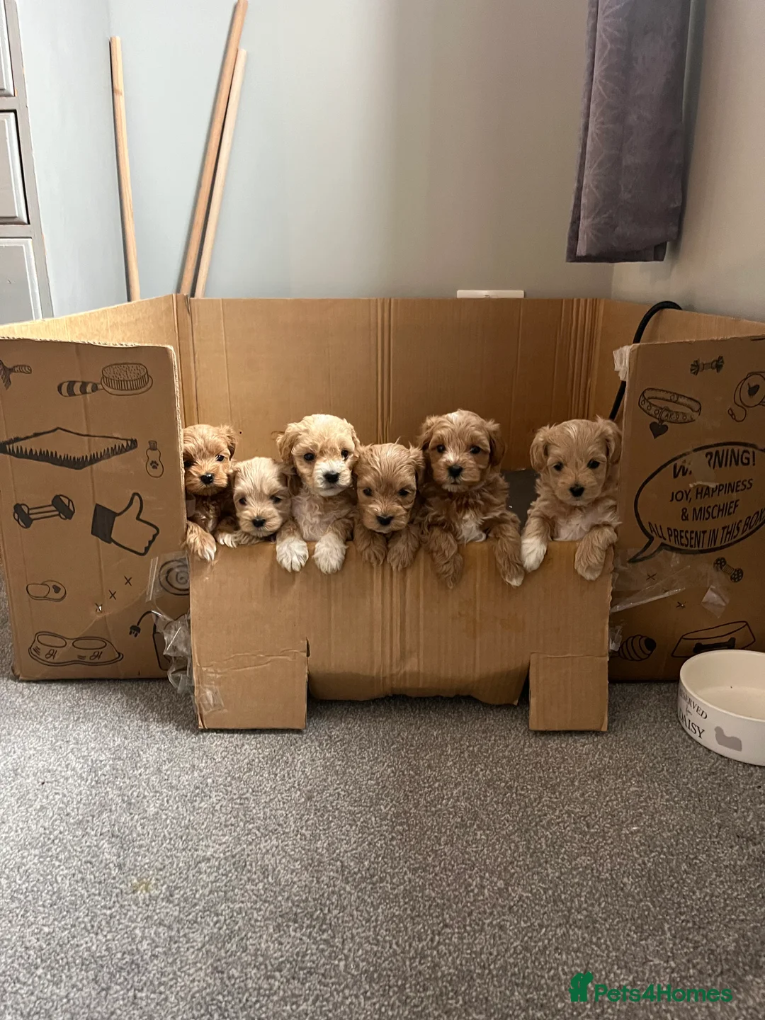 Maltipoo dogs for sale: Gorgeous Maltipoo Pups looking for their new home  - Advert 1