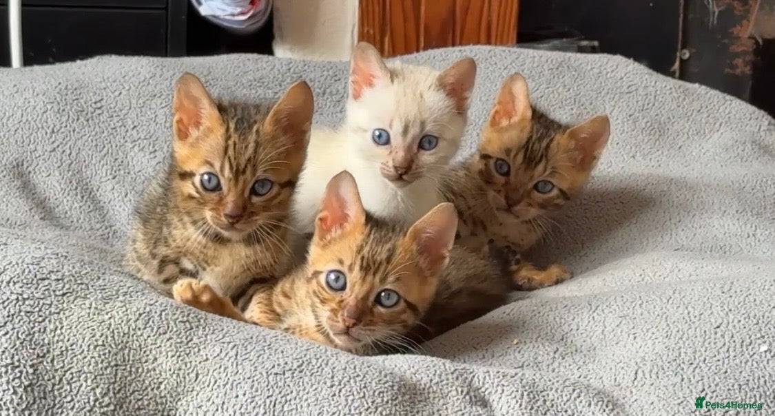 Bengal cats for sale: Full bengal kittens in Plymouth - Advert 2