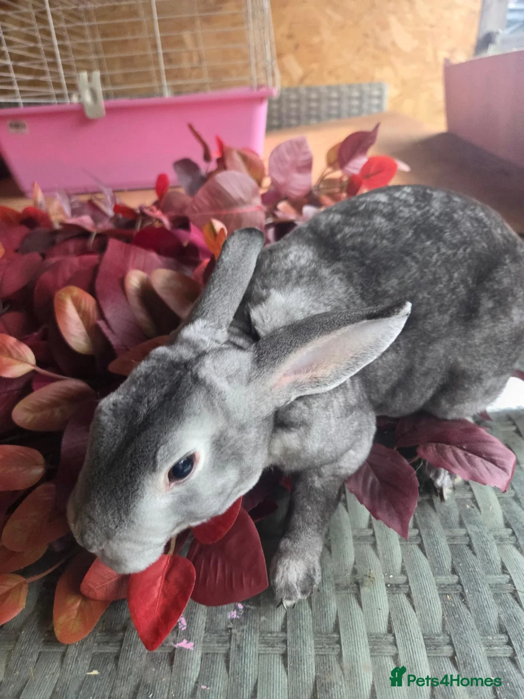 Rex rabbits for sale: Beautiful mini rex various ages - Advert 12