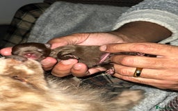 Pomeranian dogs for sale: Pomeranian puppy’s  - Image 1