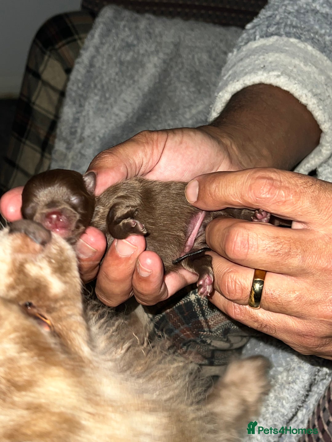 Pomeranian dogs for sale: Pomeranian puppy’s  - Image 1