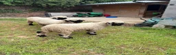 Sheep livestock for sale: Black valais sheep x3 - Advert 6