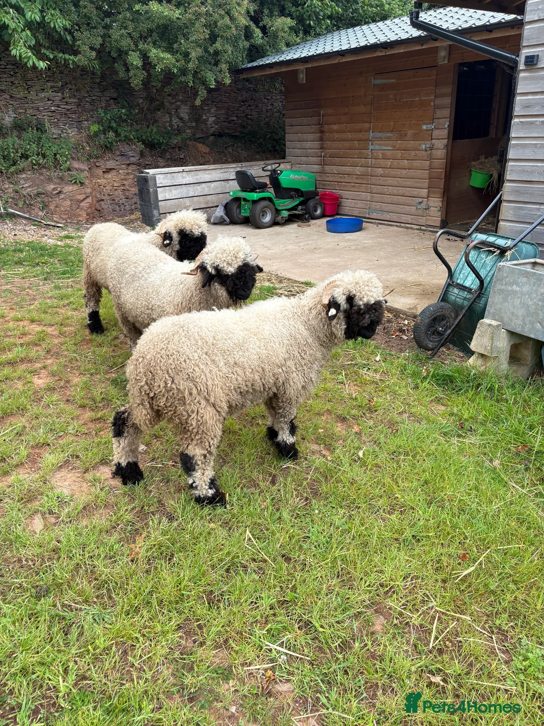 Sheep livestock for sale: Black valais sheep x3 - Advert 6