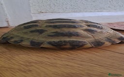 Tortoise reptiles for sale: Horsefield Tortoise  - Image 3