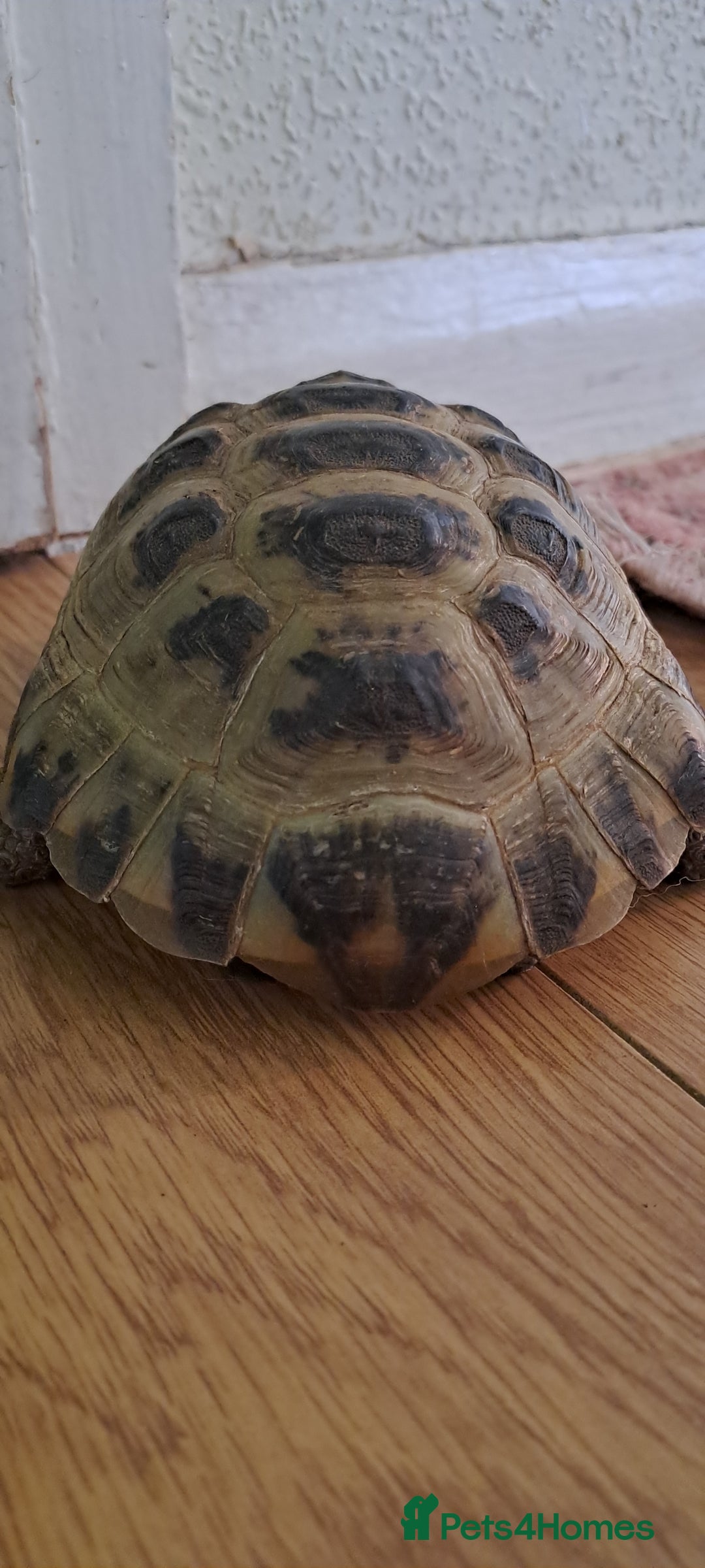 Tortoise reptiles for sale: Horsefield Tortoise  - Image 3