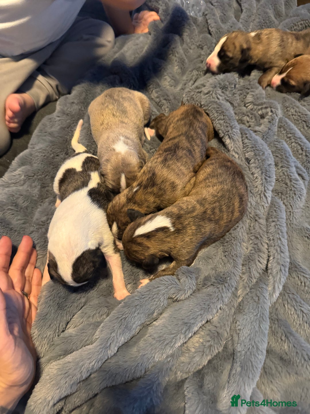 Whippet dogs for sale: Stunning whippets  - Image 3