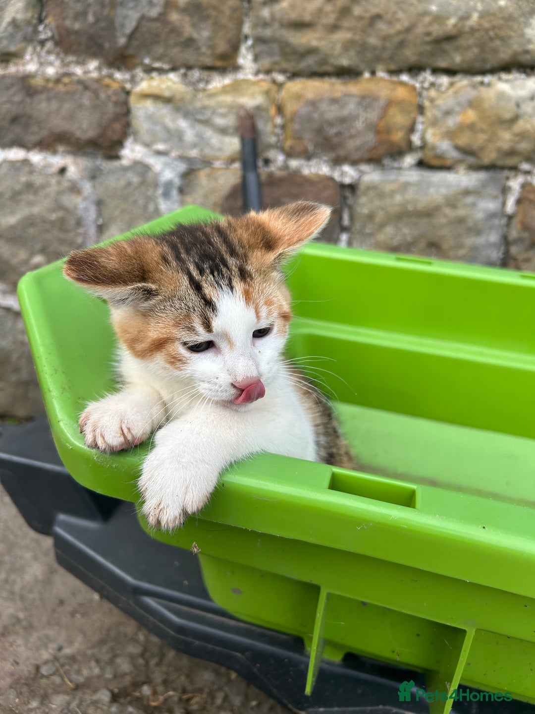 Mixed Breed cats for sale: Beautiful kittens for sale - Image 19